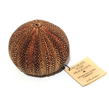 Ben Rickert Real Sea Urchin Pomander Shaker Natural Fragrance Vintage picture