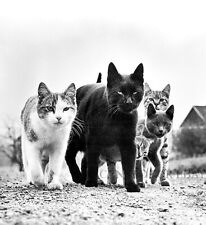 CAT GANG photo Chandoha's The Mob art print kitten image cute animal picture Z90 picture