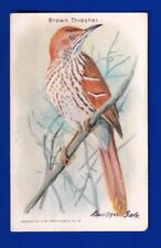 BROWN THRASHER 1938 ARM & HAMMER USEFUL BIRDS 10th series #9 VG-EX NO CREASES picture