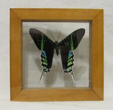 Framed butterfly display with nice colorful Urania Leilus -  picture