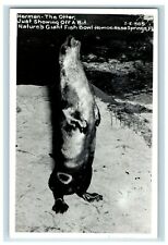 C. 1920s Vintage RPPC Otter Homosassa Springs FL Postcard P41 picture