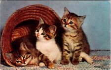 1954, CATS, Kittens and a Hat, Postmarked LAKESIDE, Ohio Postcard picture