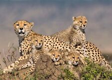 Cheetah Mother and Cubs - Lenticular 3D Postcard Greeting Card picture