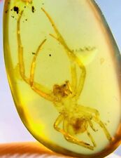 Burmese insects fossil burmite Cretaceous big spider insect amber fossil Myanmar picture