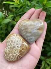 Large Fossil Coral Heart, 2