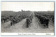 c1910 Grape Vineyard Fruit Farm Field Lawton Michigan Vintage Antique Postcard picture