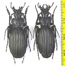 Carabidae, Carabus (Archiplectes) reitteri reitteri pair A1, NW. Caucasus picture