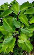 Siempre Viva herb Prodigiosa plant- ewe Odundun Dundun Spiritual Powerful hierba picture