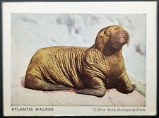Atlantic Walrus 1933 Frostick F55 Animal Card #21 (EX Minor Corner Wear) picture