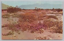 State View~Desert Wild Flowers Bloom In Southern Nevada~Plastichrome~Vintage PC picture