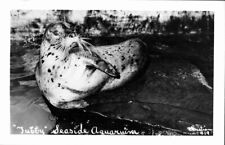 RPPC Seal Seaside Aquarium Tubby Divided Back Leopard Seal picture