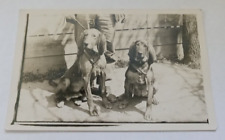 RPPC Two Young Coon Dogs or Hounds Ready for the Hunt & Glory of the Chase 1920s picture
