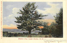 Center Harbor,NH Whittier Pine Belknap County New Hampshire I.G. Lunt Postcard picture