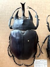 Insect - Megasoma actaeon 102mm+ Pair French Guinea picture