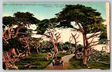 Postcard Cypress Grove - Monterrey California picture