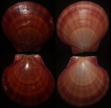 Tonyshells Seashells Amusium obliteratum VERY LARGE 48.2mm F+++, superb red picture
