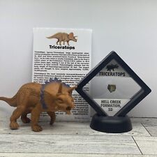 Triceratops Extinct Dinosaur Tooth Fossil in Display Case with Toy picture