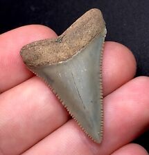 1.33” NC Great White Shark Tooth Fossil Sharks Teeth Fossils Ocean Ancient Meg picture