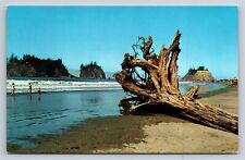 Beach at La Push Washington WA North Coast Vintage Postcard View Driftwood picture