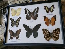 8 Framed REAL MOUNTED BUTTERFLIES IN GLASS WOOD FRAME SIZE 13