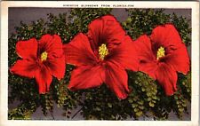 FL-Florida, Beautiful Scarlet Hibiscus Blossoms, c1939 Vintage Souvenir Postcard picture