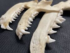Real Animal Jaw Bones With Teeth Taxidermy Coyote Racoon Oddity Strange picture