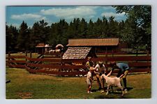 Hayward WI-Wisconsin, Wilderness Walk, Feed The Animals, Vintage Postcard picture