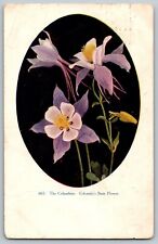 The Columbine, Colorado's State Flower - Vintage Postcard - Posted 1908 picture