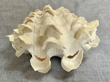 Set of 2 Matched Large Ruffled Sea Clam Shells Tridacna squamosa 6.75