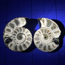 Amazing ammonite Rare pair cut fossil from Madagascar rainbow17g 34*28*16mm p140 picture