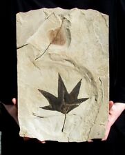 EXTINCTIONS- BEAUTIFUL, VERY LARGE SYCAMORE, POPLAR LEAF PLATE - GREAT DISPLAY picture