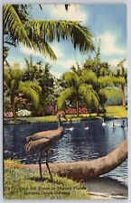 Sarasota Jungle Garden Florida Sand Hill Crane Scenic Landmark Linen Postcard picture