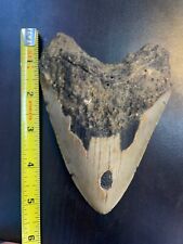 #1 Megalodon Shark Tooth Fossil Massive 5.34