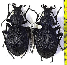 Carabidae, Carabus (Procerus) scabrosus tauricus 2 males A1, S. Ukraine: Crimea picture