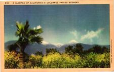 Vintage Postcard- The varied Scenery of Palm Trees, California. Early 1900s picture