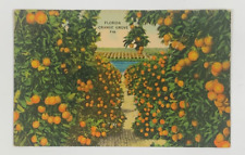 Florida Orange Grove Postcard Linen Unposted picture