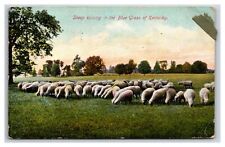 Animal~Sheep Raising In The Blue Grass Of Kentucky~PM 1910~Vintage farming picture