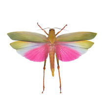 Lophacris cristata real pink grasshopper unmounted wings closed Peru picture