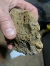 Authentic partial Dinosaur Skull. Tricerotops Jaw Bone With few  Teeth imbedded  picture