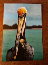 Postcard: The Brown Pelican, photochrome, Continental Size picture