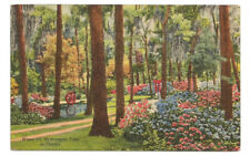 FL Postcard Florida Hydrangea Flowers picture