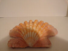 Large Orange Lions Paw Sea Shell picture