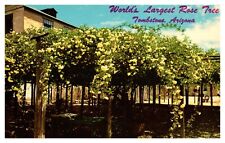 postcard World's Largest Rose Tree Tombstone Arizona A1946 picture