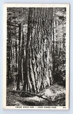 Virgin White Pine Tree Cook Forest Park Leeper Pennsylvania Postcard RPPC VTG PA picture