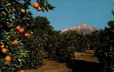 California oranges snow capped mountains ~ 1950-60s vintage postcard picture