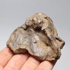 245g Gebel Kamil Iron Meteorite Space Gift A1639 picture