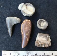 Awesome FOSSIL GROUP - VERTIBRAE, TEETH, JAW SECTION … see individual photos ➜➜➜ picture
