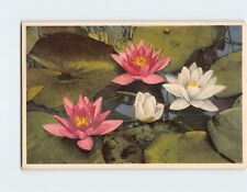 Postcard Pond Lily picture