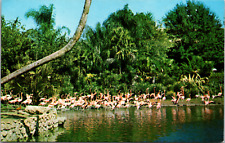 Flamingos, Busch Gardens, Tampa, Florida, Vintage Postcard picture