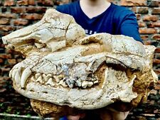 BEYOND RARE FOSSIL MAMMAL Early Pleistocene wolf  C. teilhardi skull Gansu China picture